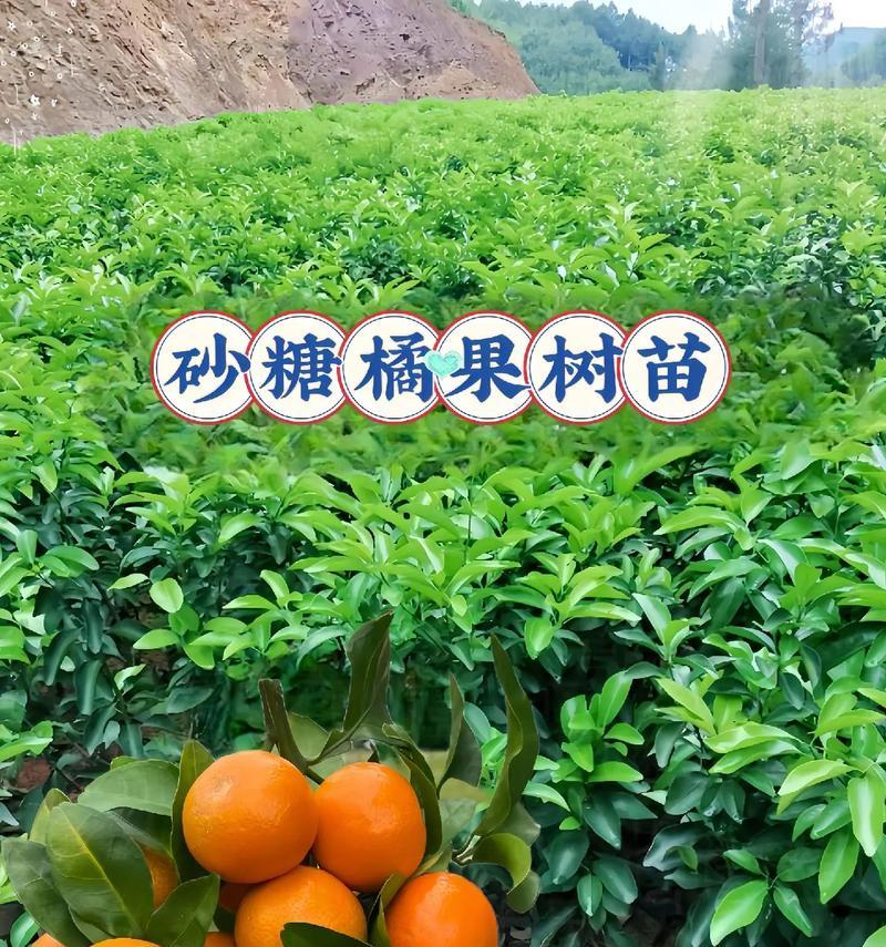 砂糖橘橘子盆栽怎么养护？有哪些注意事项？