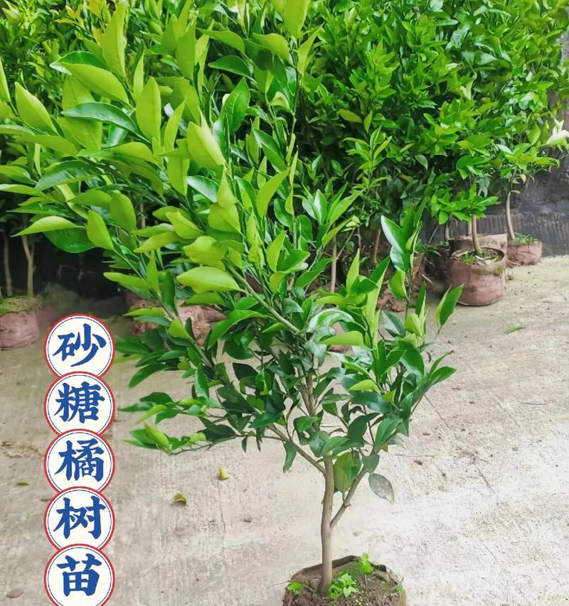 砂糖橘橘子盆栽怎么养护？有哪些注意事项？