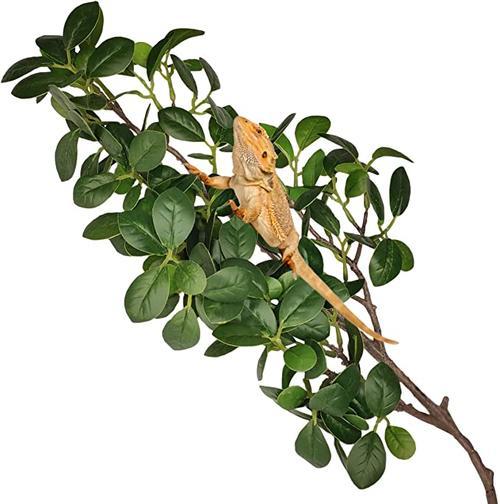 低等植物中爬行植物有哪些？爬行植物的特点是什么？