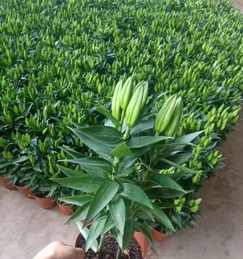 百合插花的适宜水量和养护要点是什么？