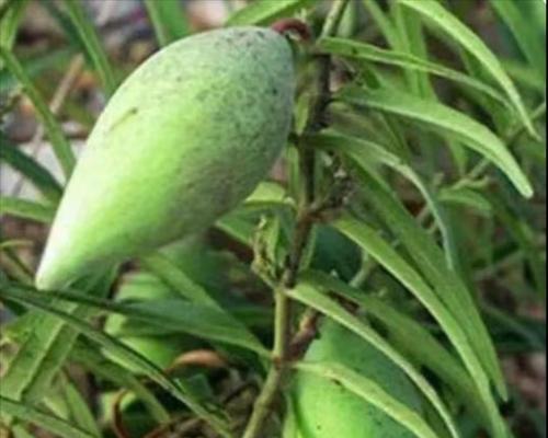 成熟最慢的植物是什么？它需要多久才能成熟？