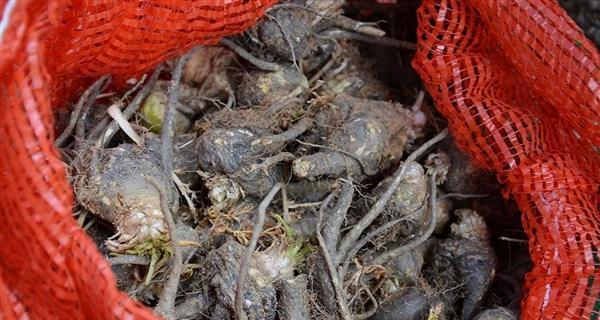 植物伟哥有何功效？它与传统伟哥有何不同？