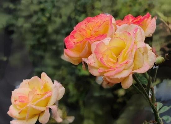 花卉摇摇晃晃的像什么？如何挑选适合的花卉？