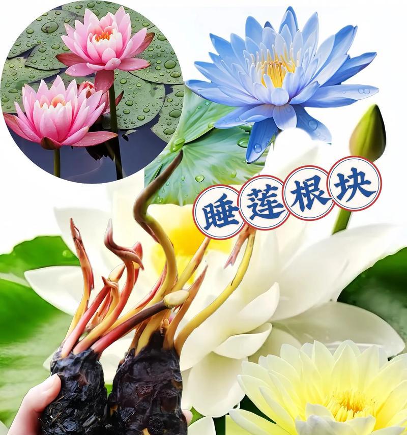 睡莲属于哪一类植物花卉？睡莲的养护要点是什么？
