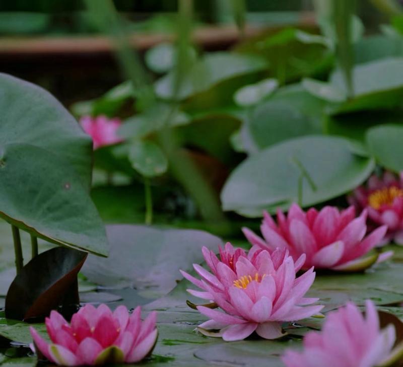 睡莲属于哪一类植物花卉？睡莲的养护要点是什么？