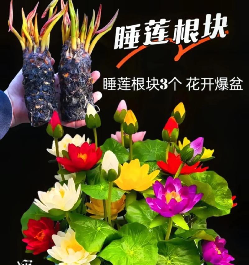 睡莲属于哪一类植物花卉？睡莲的养护要点是什么？
