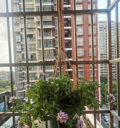 阳台适合种植哪些好养活的花卉？阳台花卉的选择技巧是什么？