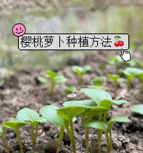 北方种植小樱桃树苗的条件是什么？如何管理？