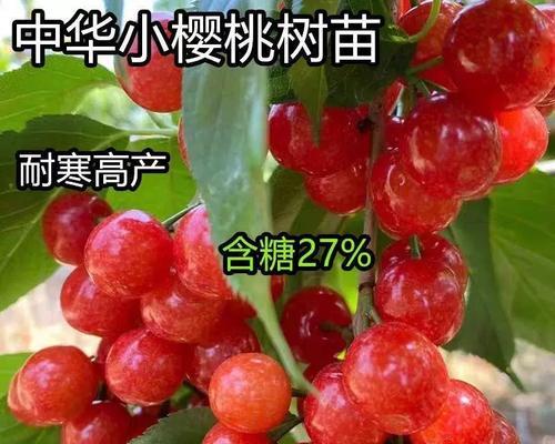 北方种植小樱桃树苗的条件是什么？如何管理？