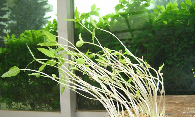 白眼青龙植物的种类有哪些？它们的生长环境和特点是什么？