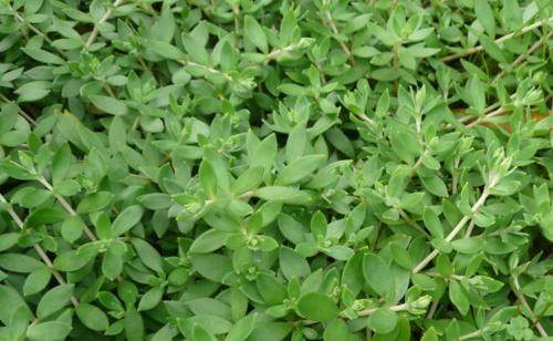 白眼青龙植物的种类有哪些？它们的生长环境和特点是什么？