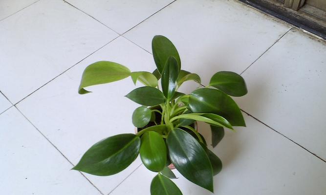 白眼青龙植物的种类有哪些？它们的生长环境和特点是什么？