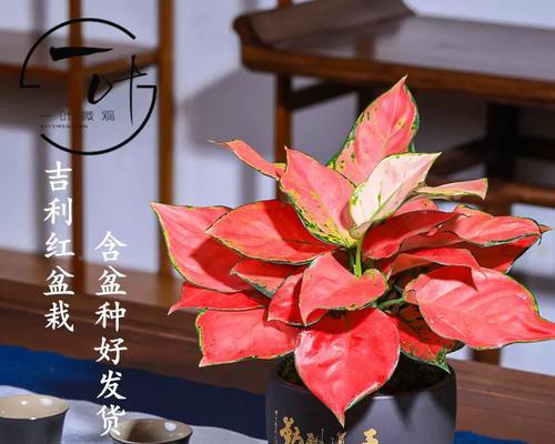 办公室适合摆放哪些植物来旺财？