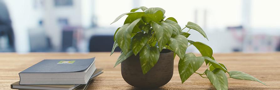 办公室适合摆放哪些植物来旺财？