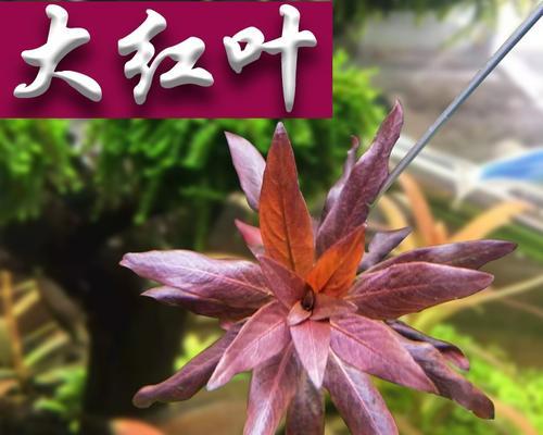 水草植物红叶的养护方法是什么？