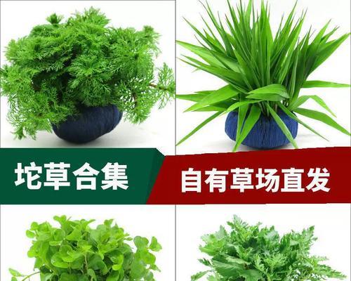 水草植物红叶的养护方法是什么？