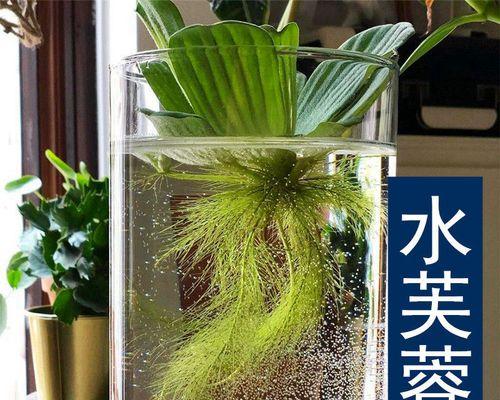水草植物红叶的养护方法是什么？
