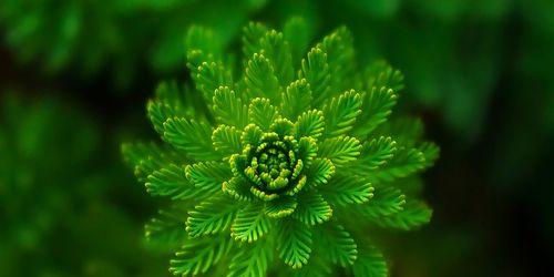 藻类植物有哪些特征？