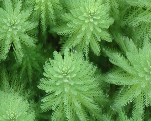 藻类植物有哪些特征？