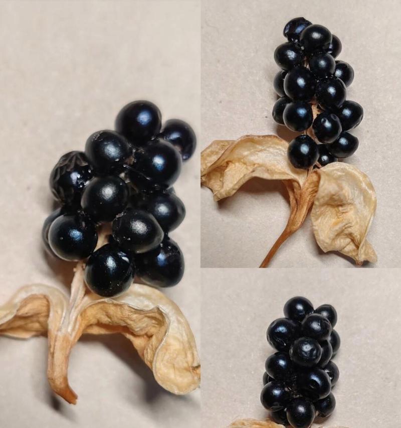 黑珍珠植物的养护方法有哪些？