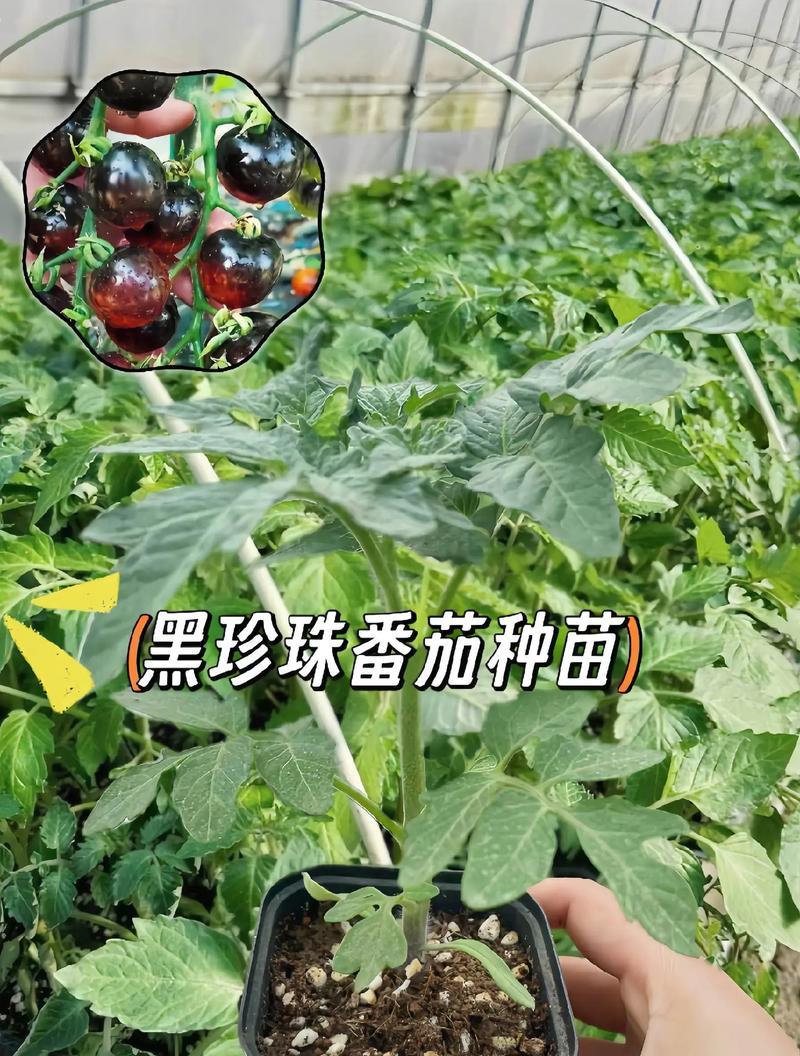 黑珍珠植物的养护方法有哪些？