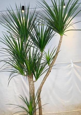 黑珍珠植物的养护方法有哪些？