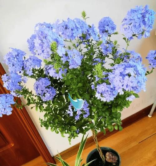 哪些小型花卉品种既好养又美观？
