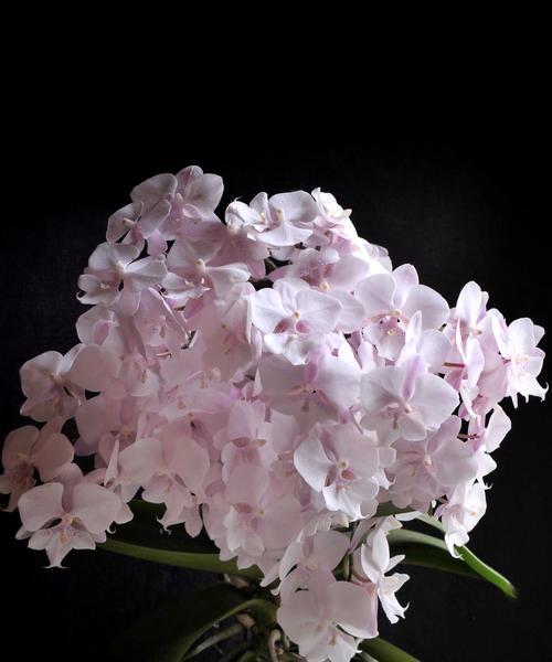 哪些小型花卉品种既好养又美观？