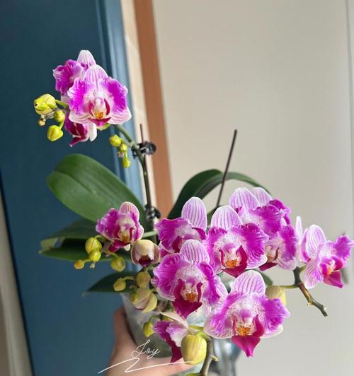 哪些小型花卉品种既好养又美观？
