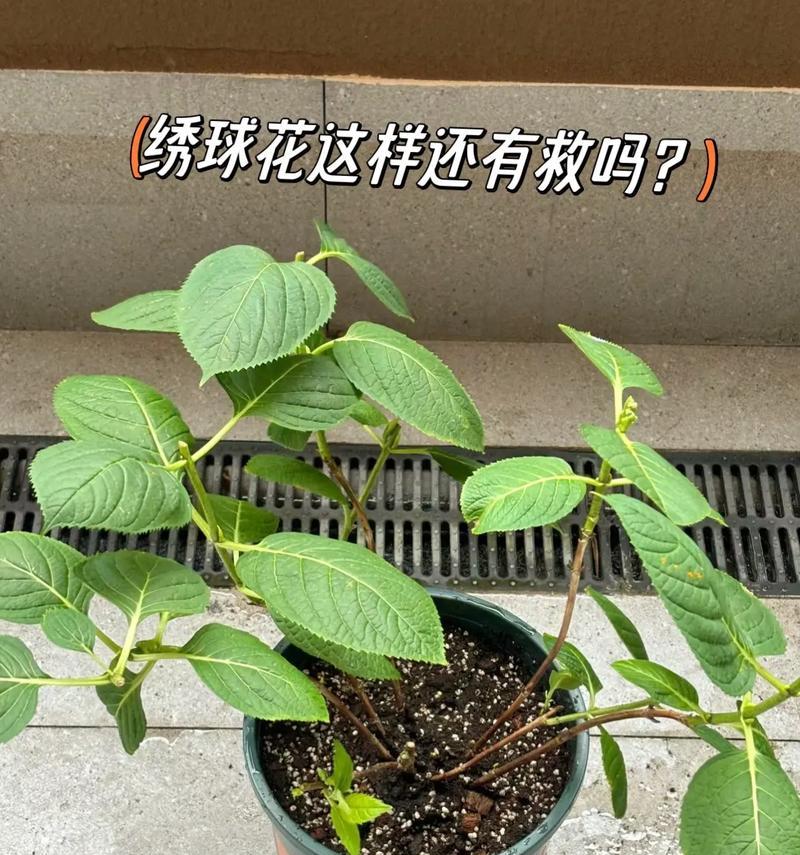 花卉绿植施肥标准是什么？如何正确施肥？