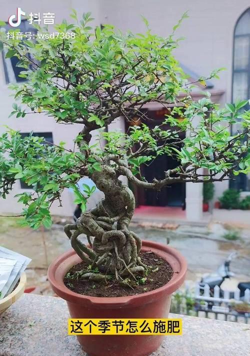 花卉绿植施肥标准是什么？如何正确施肥？