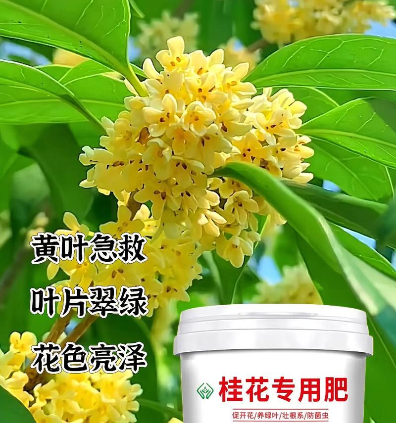 花卉绿植施肥标准是什么？如何正确施肥？