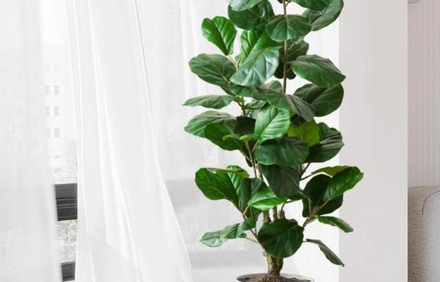 什么植物既好养又适合室内摆放？如何选择适合的室内植物？