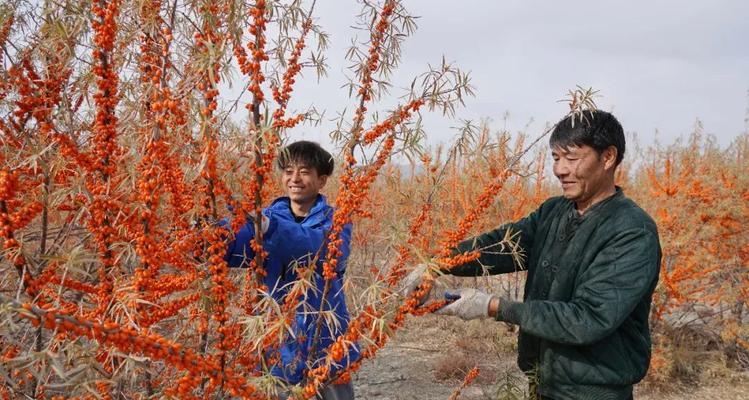 新疆沙棘种植技巧是什么？如何确保高成活率？