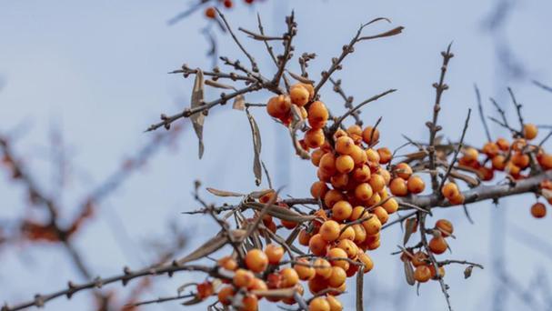 新疆沙棘种植技巧是什么？如何确保高成活率？