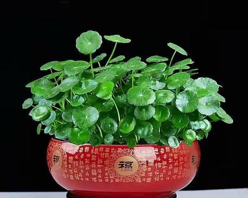 水缸中吸附植物的处理方法是什么？如何维护？