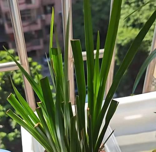 水缸中吸附植物的处理方法是什么？如何维护？