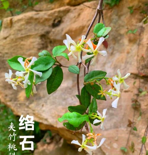 花卉种植中使用小石子有哪些好处？