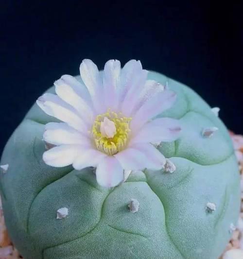 花卉种植中使用小石子有哪些好处？