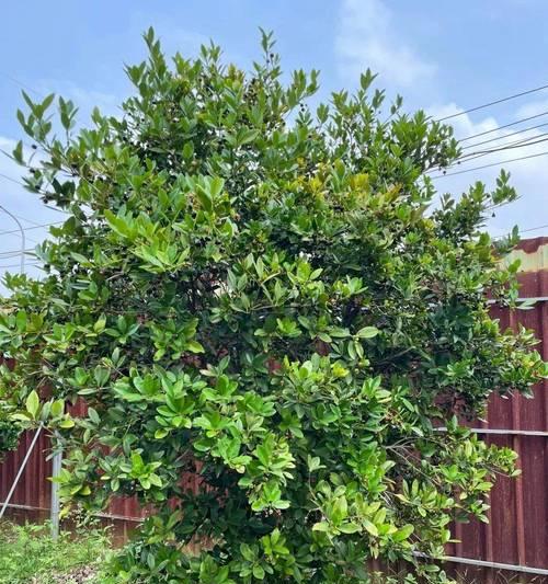 花园结果植物有哪些种类？如何选择适合的果木植物？