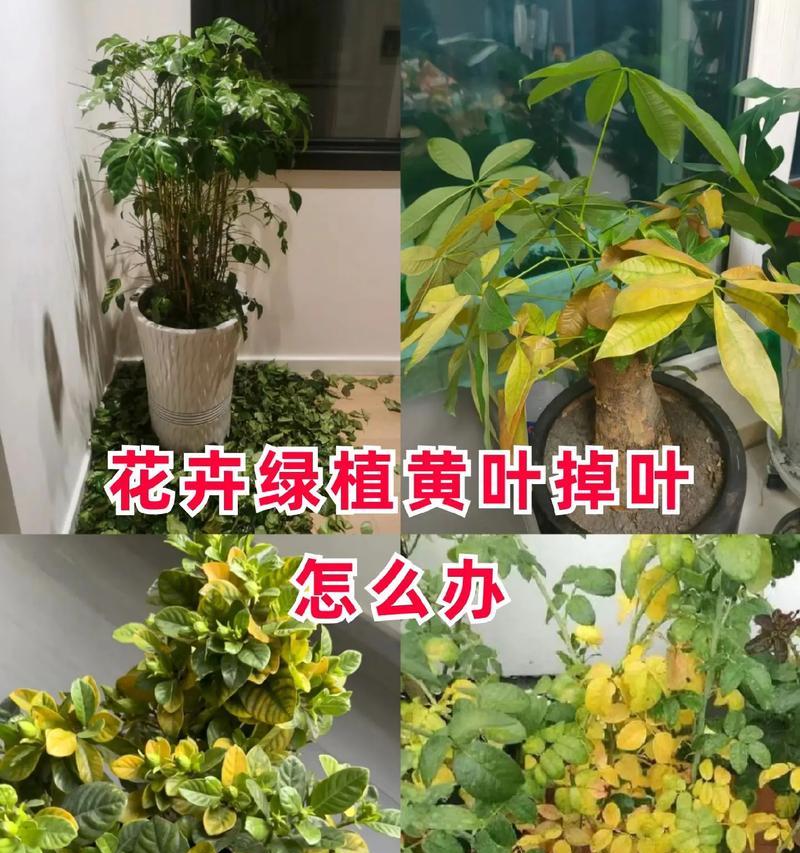 花卉掉叶子是什么原因？如何解决这一问题？