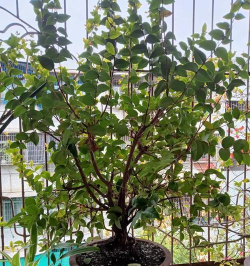 酵母花卉种植需要注意什么？有哪些关键的养护步骤？