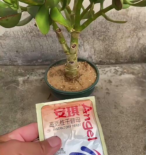 酵母花卉种植需要注意什么？有哪些关键的养护步骤？