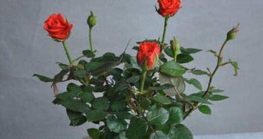 酵母花卉种植需要注意什么？有哪些关键的养护步骤？