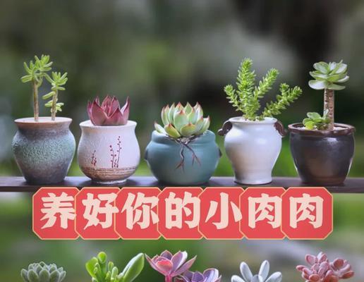 植物肉肉的益处和养殖优势是什么？