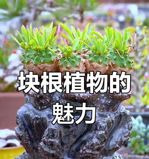 植物肉肉的益处和养殖优势是什么？