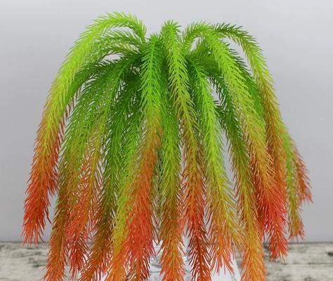 长条形植物有哪些？