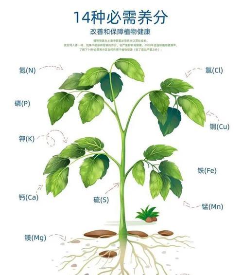 植物茎的作用是什么？它在植物生长中扮演什么角色？