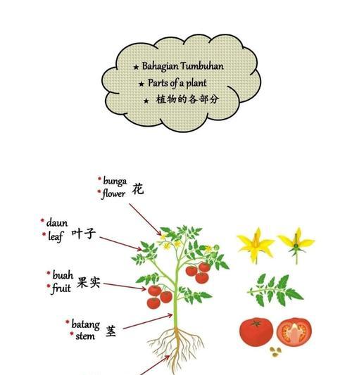 植物茎的作用是什么？它在植物生长中扮演什么角色？