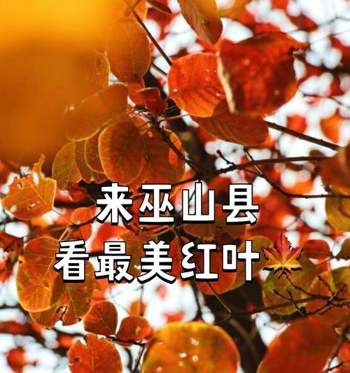 神女适合用哪些植物来养护？
